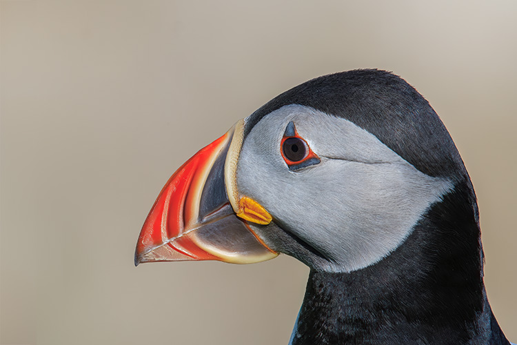 Fratercula arctica